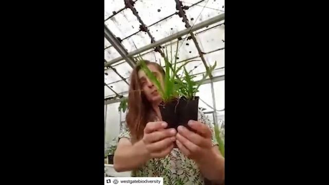 Growing Bayside Indigenous Food Plants смотреть онлайн