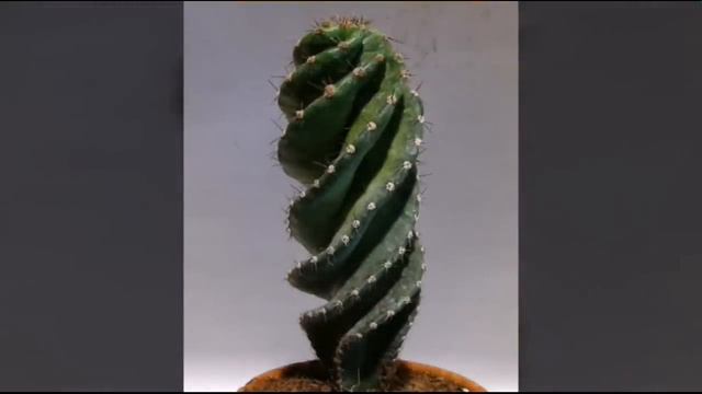 10 Most Rare Cactus