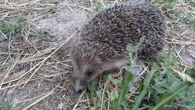 ёжик на прогулке. встретил колючего смотреть онлайн