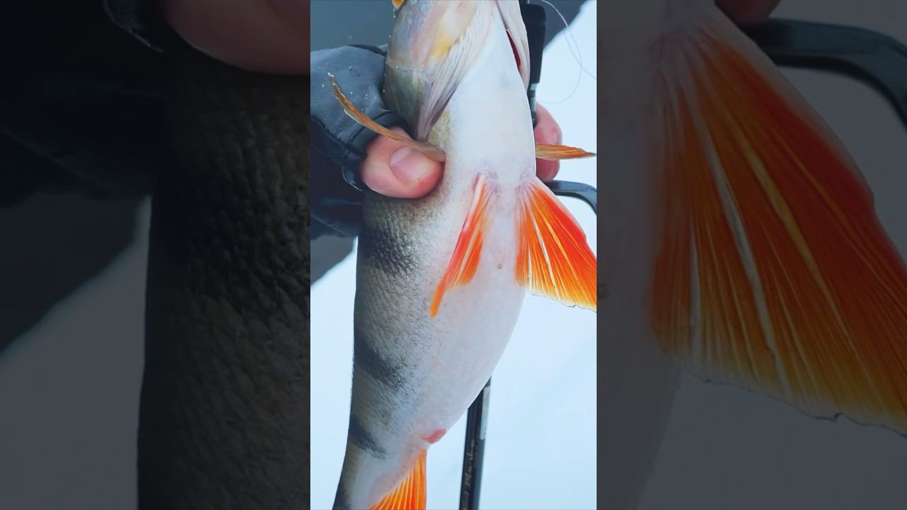 Этот #виб понравился окуням #рыбалка #спиннинг #зимнийспиннинг #зимняярыбалка #подледнаярыбалка смотреть онлайн