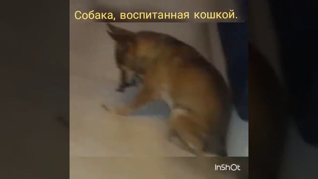 Собака умывается, как кошка, смотреть онлайн