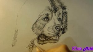 Как рисовать кавказскую овчарку?