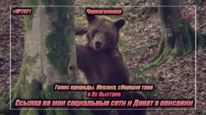 Черноголовка — «Голос природы. Михаил, сборщик трав» в 8х быстрее | PRO Рекламу