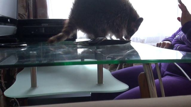 ЕНОТЫ ВЕНЯ И ВИТА смотреть онлайн