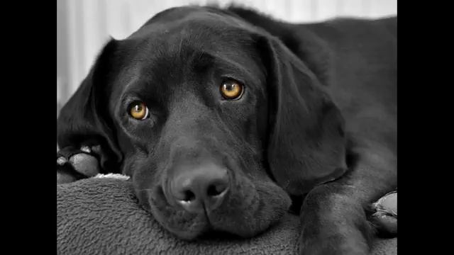 acana корм для собак смотреть онлайн