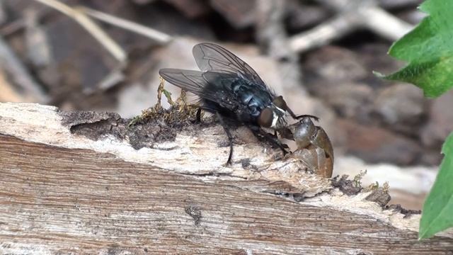 A Hungry Blow Fly (Calliphoridae: Cynoma cadaverina?) dines on Escargot смотреть онлайн