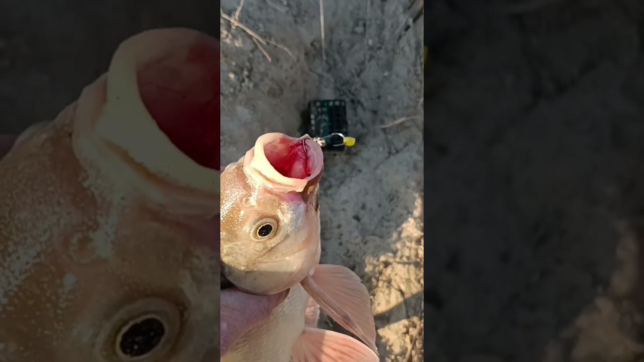 Поклёвка язя на сало крупным планом. смотреть онлайн