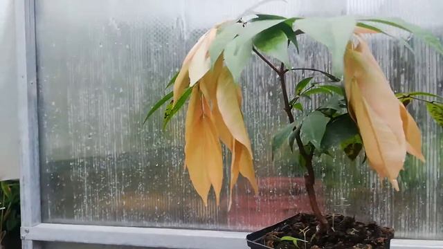 Манилтоа крупноцветковая. Maniltoa grandiflora. Лето 2020 смотреть онлайн