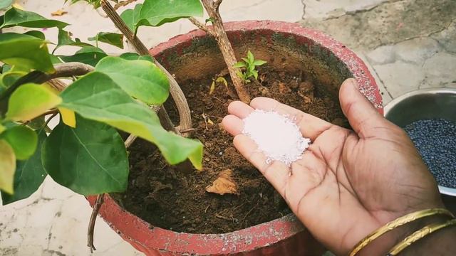 Bougainvillea pr ayenge bahut sare flowers// use this fertilizer and get maximum flowers смотреть онлайн