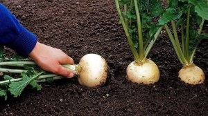 Выращивание репы (передача от 07.02.2022)