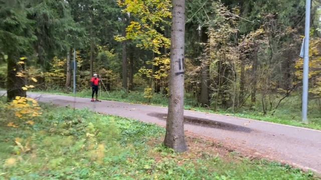 Лыжероллерная тренировка в осеннем лесу Зеленограда смотреть онлайн
