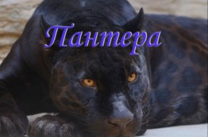 Пантера