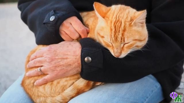 Два Кота 1. «И чего она возится с этим оборванцем. Даже покормить меня забыла» - подумал кот Варва смотреть онлайн