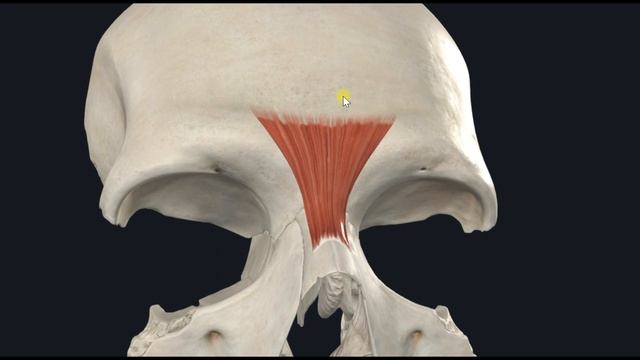 Мышца гордецов (m. procerus) 3D Анатомия смотреть онлайн