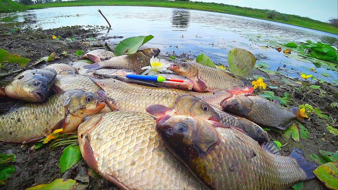 ЭТА ЛУЖА КИШИТ РЫБОЙ. БЕШЕНЫЙ КЛЁВ КАРАСЯ. СНОВА 3 СЕНТЯБРЯ! Рыбалка на поплавочную удочку смотреть онлайн