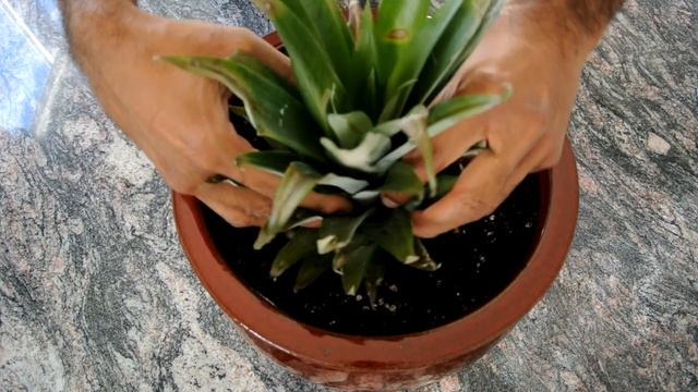 How to Grow a Pineapple from its Top! Works every Time! смотреть онлайн