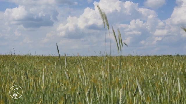 Sounds Of Fields And Villages. Wheat Ears Rustle In The Wind.