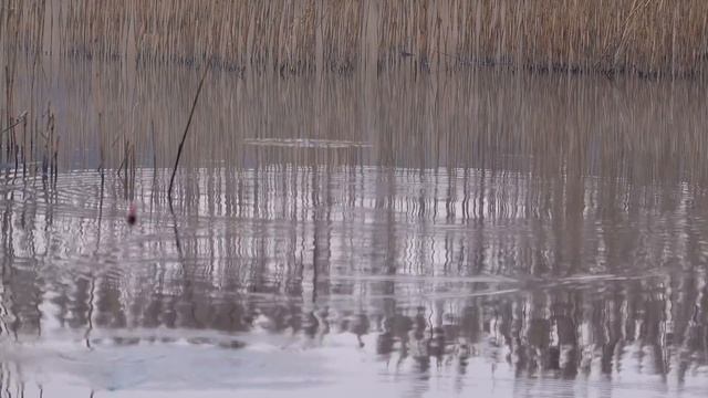 Ловля Линя, Карася и Карпа в АПРЕЛЕ! Поклевки! смотреть онлайн