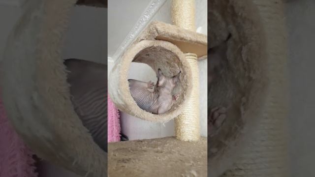 Аннабель малышка смотреть онлайн