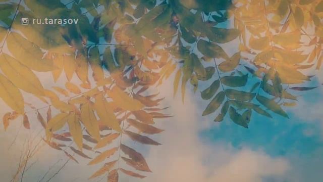 Стихотворение Осень ▪︎ Руслана Тарасова смотреть онлайн