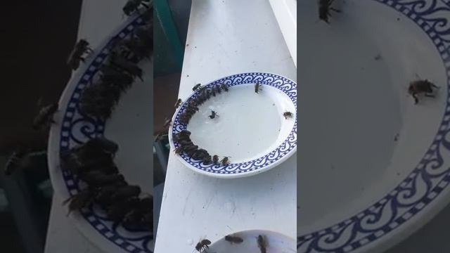 Как пчёлы помогают друг другу смотреть онлайн
