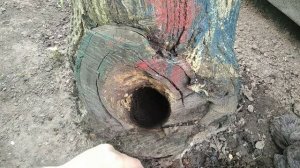 заживление дерева, замазуем большое дупло, лечим дерево