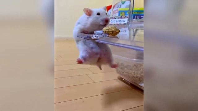 Funny Animals. Cats and dogs and others animals. Смешные животные - 32. Приколы с котами и собаками смотреть онлайн