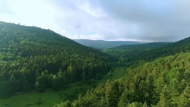 релакс | лес | спокойный фон смотреть онлайн
