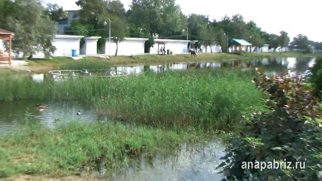 Анапа. Река Анапка и утки. anapabriz.ru смотреть онлайн