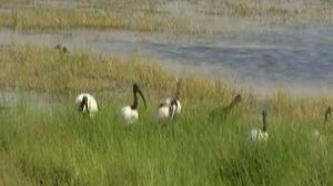 Базылхан Дюсупов, сеанс исцеления