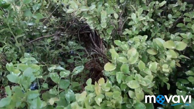 Вспоминая лето 2019/Наши ягодки-цветочки/Голубика и черника/Далматин Шера и крыжовник/ смотреть онлайн