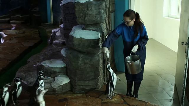 #любимаяработа: Орнитологи смотреть онлайн