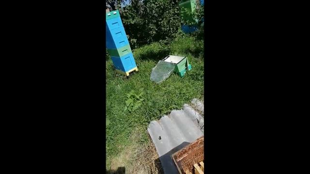 Медосбор пчелы Бакфаст смотреть онлайн