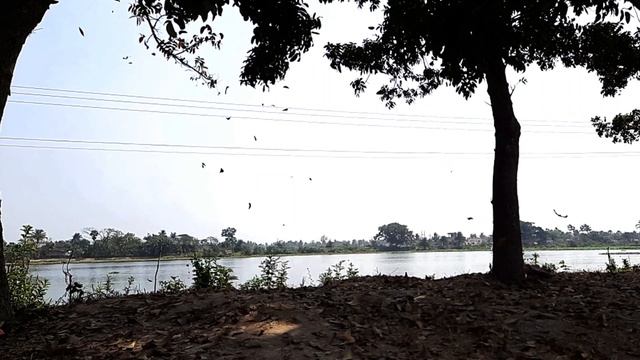 shedding leaves / Mahogany tree shedding dry leaves смотреть онлайн