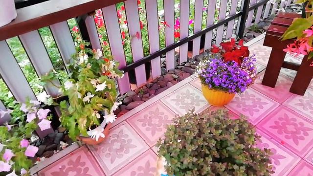 МОИ БУДУЩИЕ ПЕРЕМЕНЫ.ХОЧУ ОБНОВИТЬ СВОЙ ГОРШЕЧНЫЙ УГОЛОК С ЦВЕТАМИ. смотреть онлайн