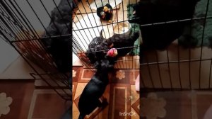 Щенки Русского Черного терьера питомник Барби с Бронич. Помет рожденный 14 января.