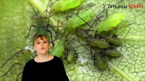 НАШАТЫРНЫЙ СПИРТ от ТЛИ на растениях!