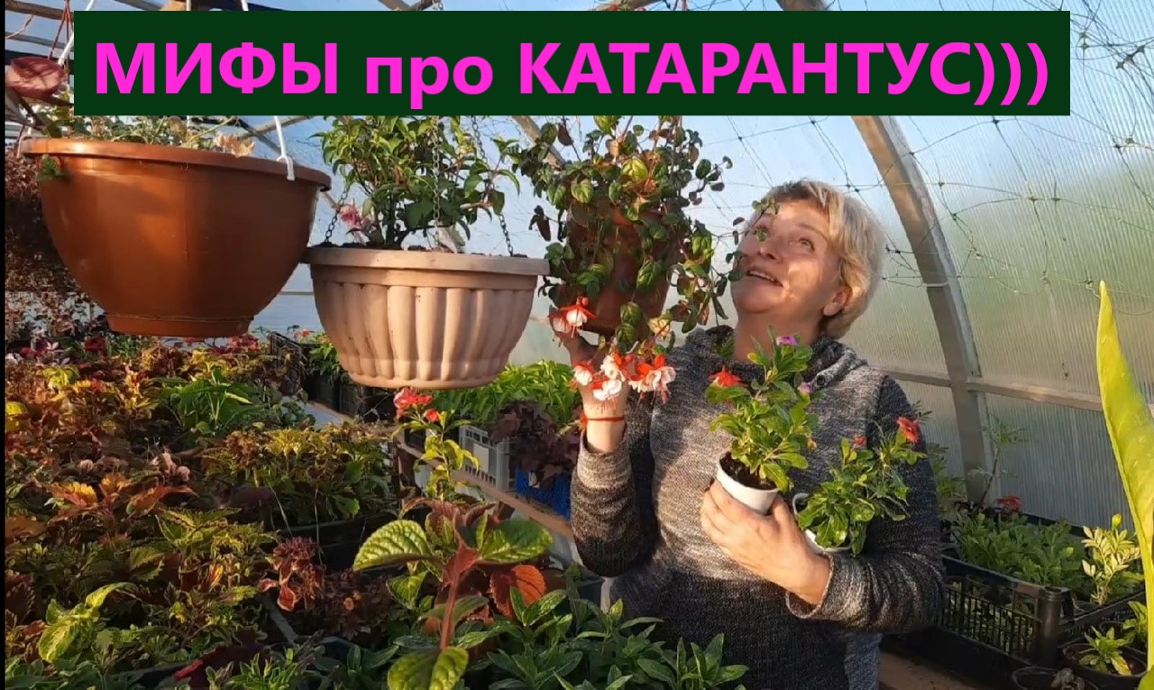 Мифы про катарантус. Все опровержения основаны на моем опыте. Вы можете не согласиться. смотреть онлайн