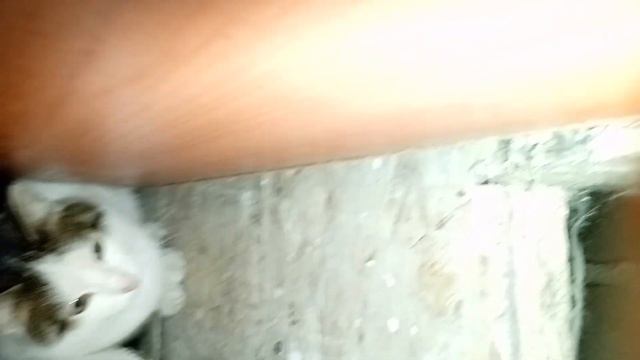 КОТЫ ДЕРУТСЯ смотреть онлайн