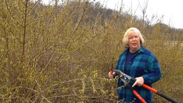 Sue Hamilton's Favorite Plants: Forsythia смотреть онлайн