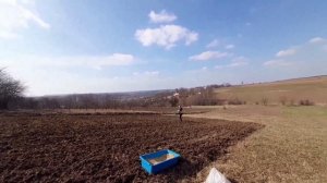 Посев люцерны с мешаниной.  Как правельно посеять.