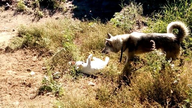 Лучший таежный кот и пьяные разговоры местных жителей. Кордон, Тайга, река Вандыкова, ХМАО-Югры смотреть онлайн