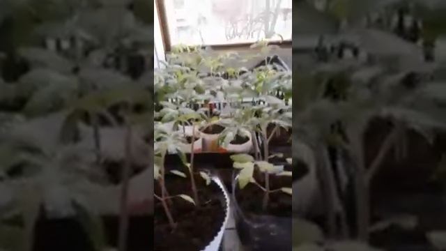 Рассада томатов и перцев смотреть онлайн