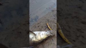 Рыбалка на реке Алей Алтайский край Рубцовский район