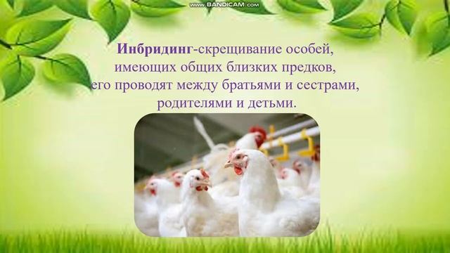 Подготовка к ОГЭ. Биология 9 класс. Селекция животных. смотреть онлайн