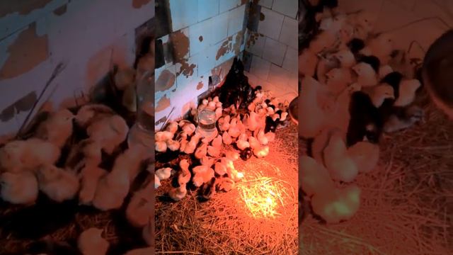 Наседка и...200 цыплят...))) смотреть онлайн