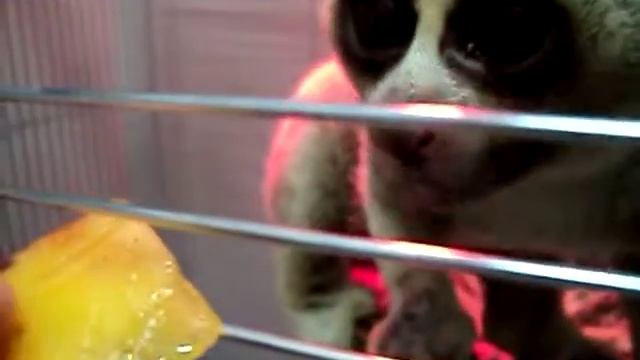 толстый лори кушает смотреть онлайн