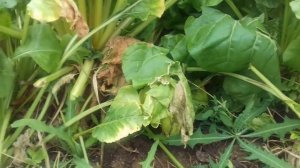 МОЖНО ЛИ КОРМИТЬ КОРМОВОЙ СВЕКЛОЙ КУР      ????