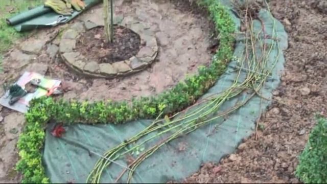 Плетистая в роли почвопокровной смотреть онлайн