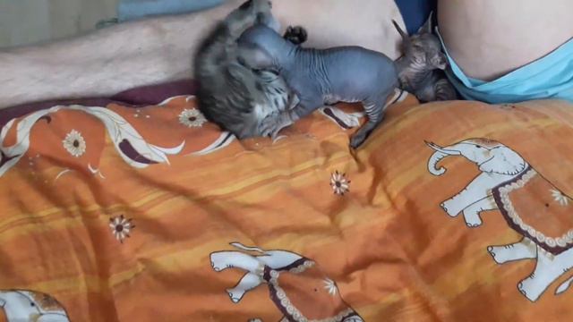 А я сплю и мне всё по барабану смотреть онлайн